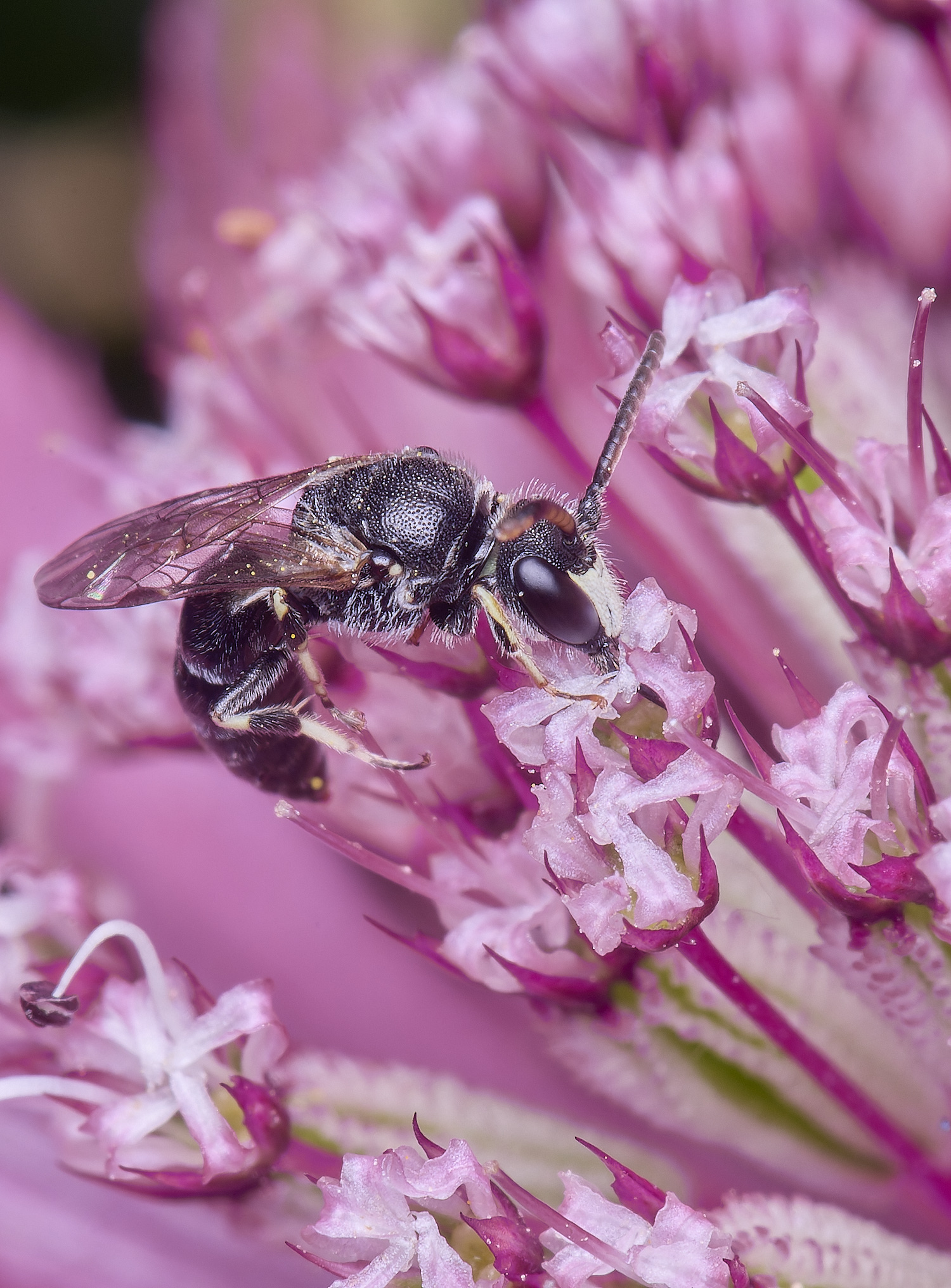 HanworthYellowFace300525-8