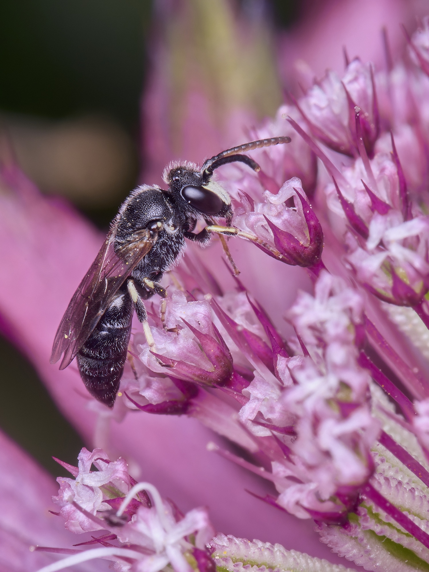 HanworthYellowFace300525-9