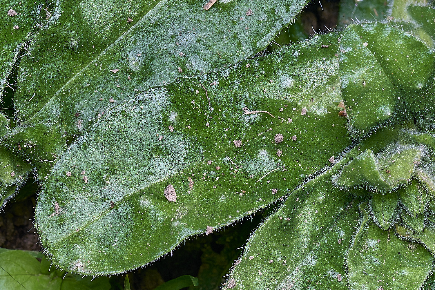 HanworthYellowNonea170425-1 1
