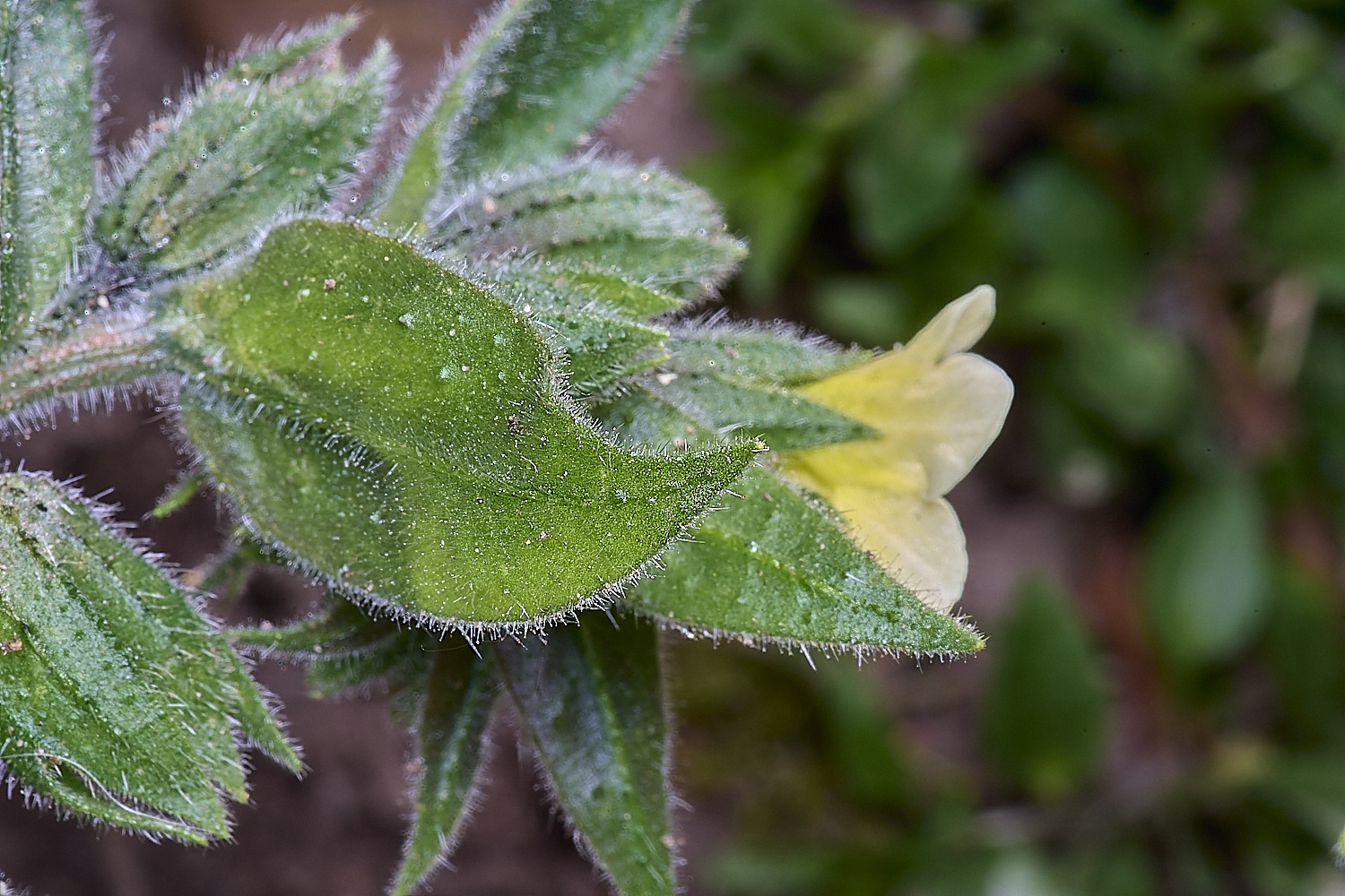 HanworthYellowNonea170425-2 1