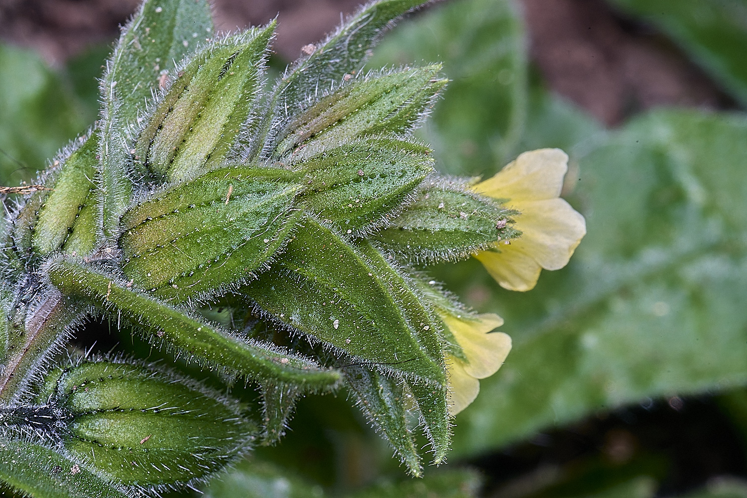 HanworthYellowNonea170425-3 1