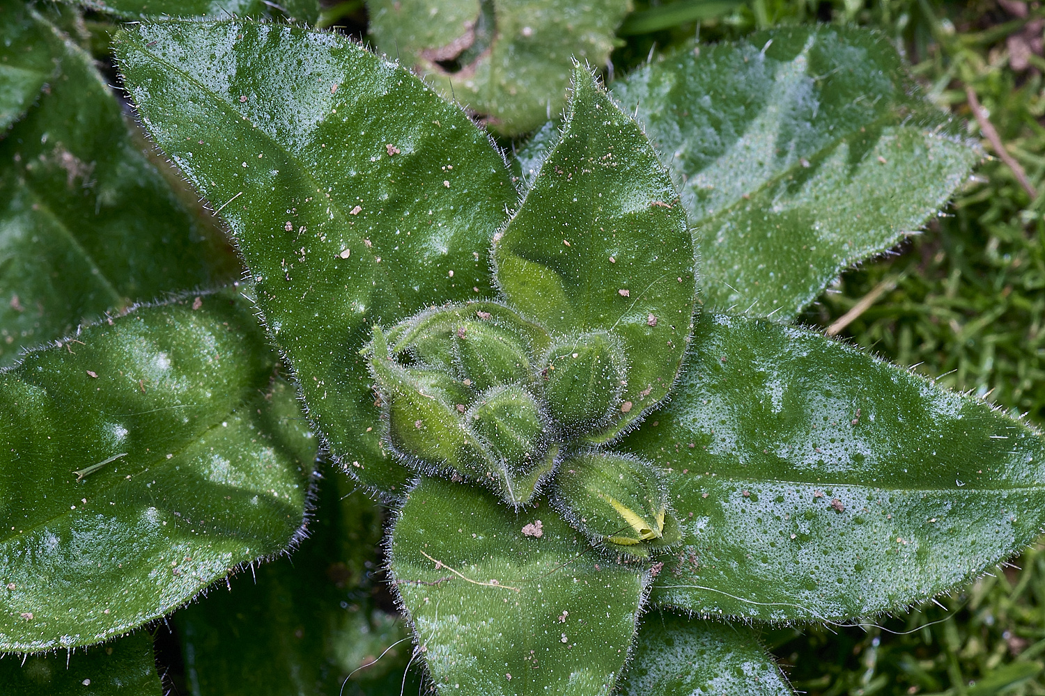 HanworthYellowNonea170425-4 1