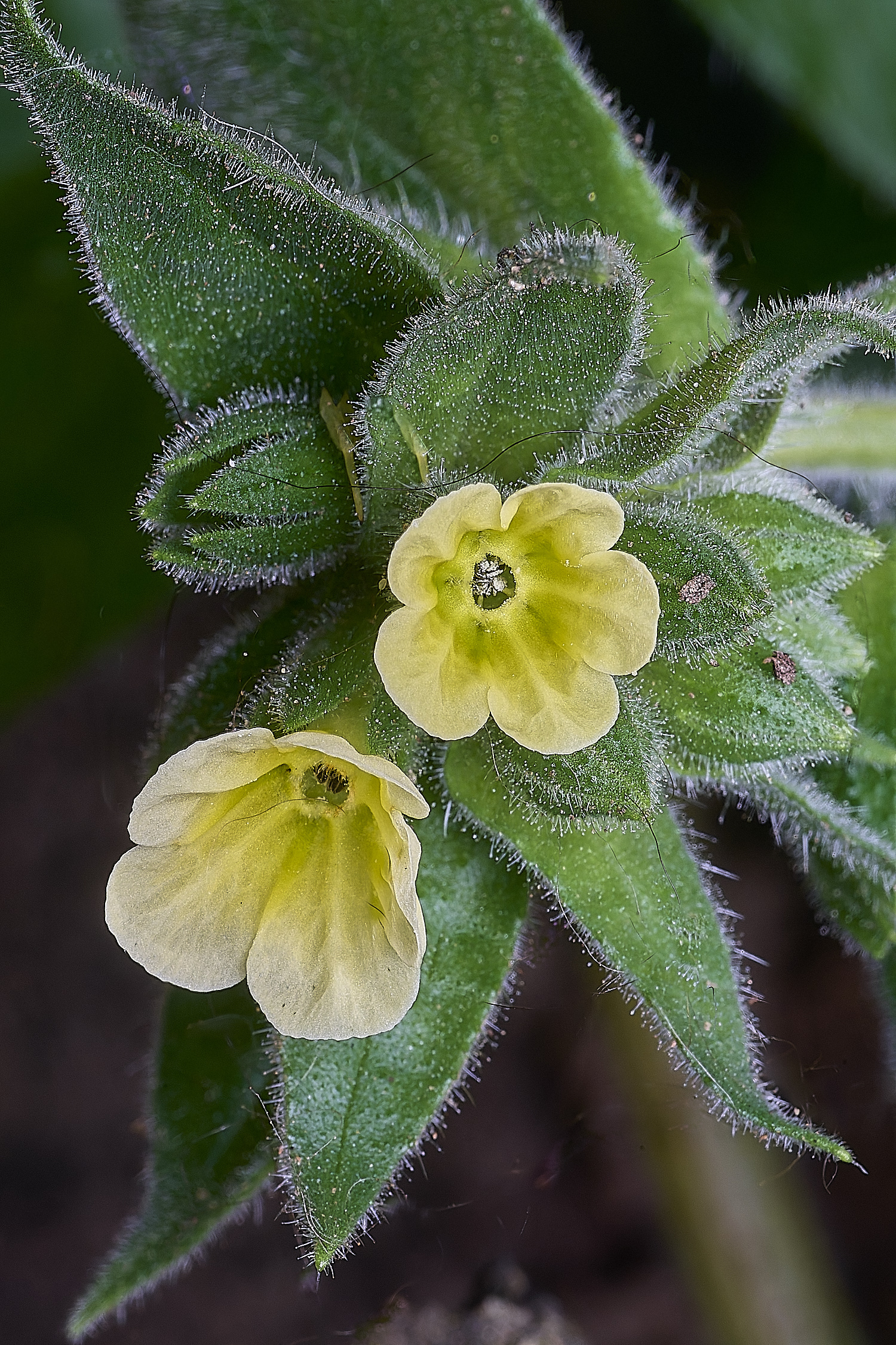 HanworthYellowNonea170425-5 1