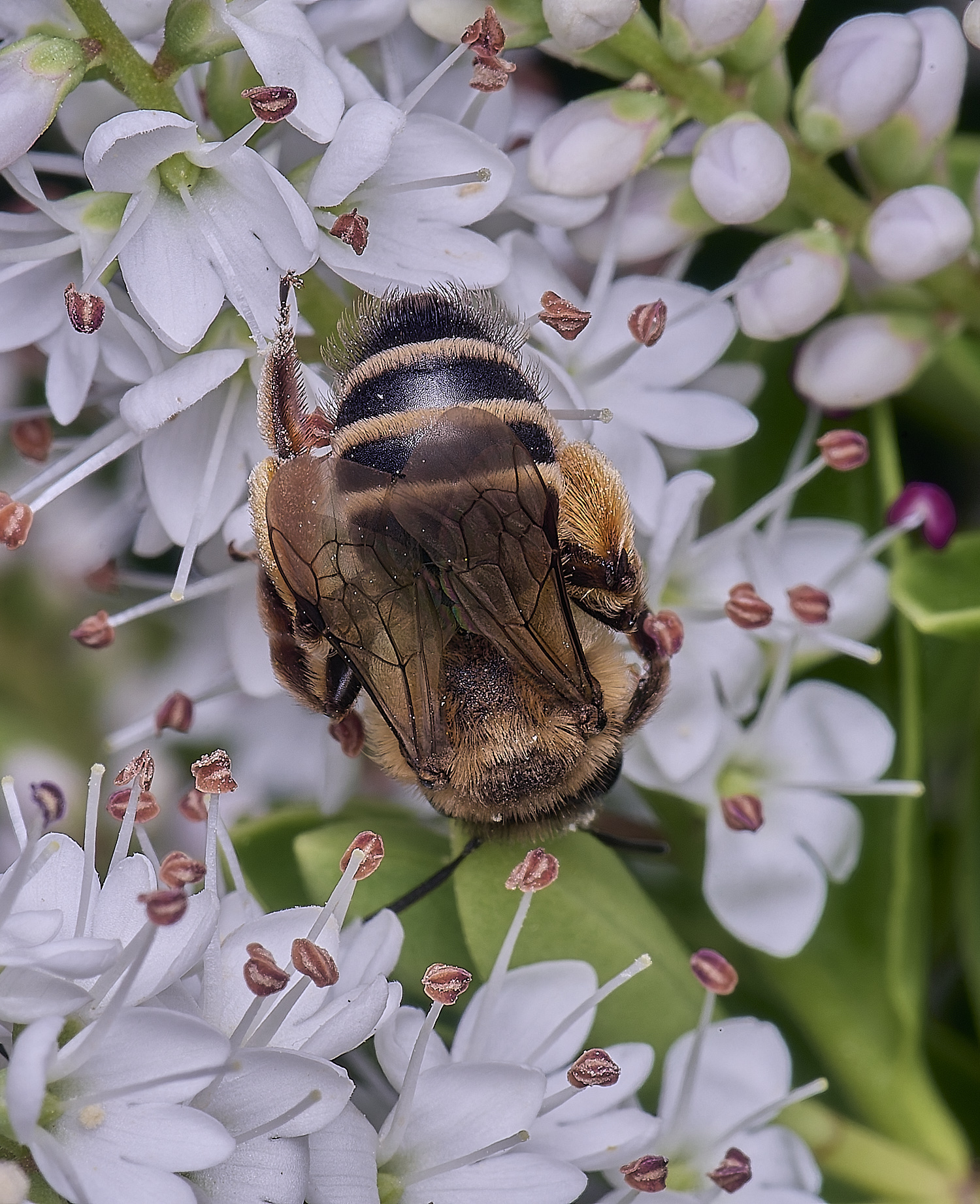 HanworthYLMB260625-2