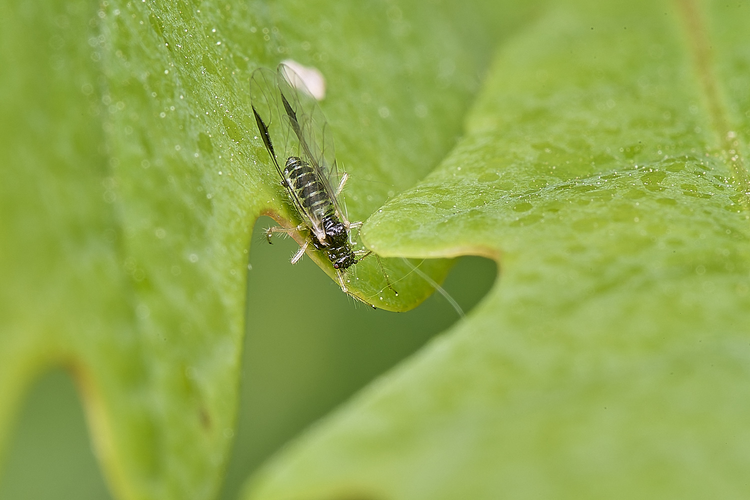 HnaworthAphidSp130525-1