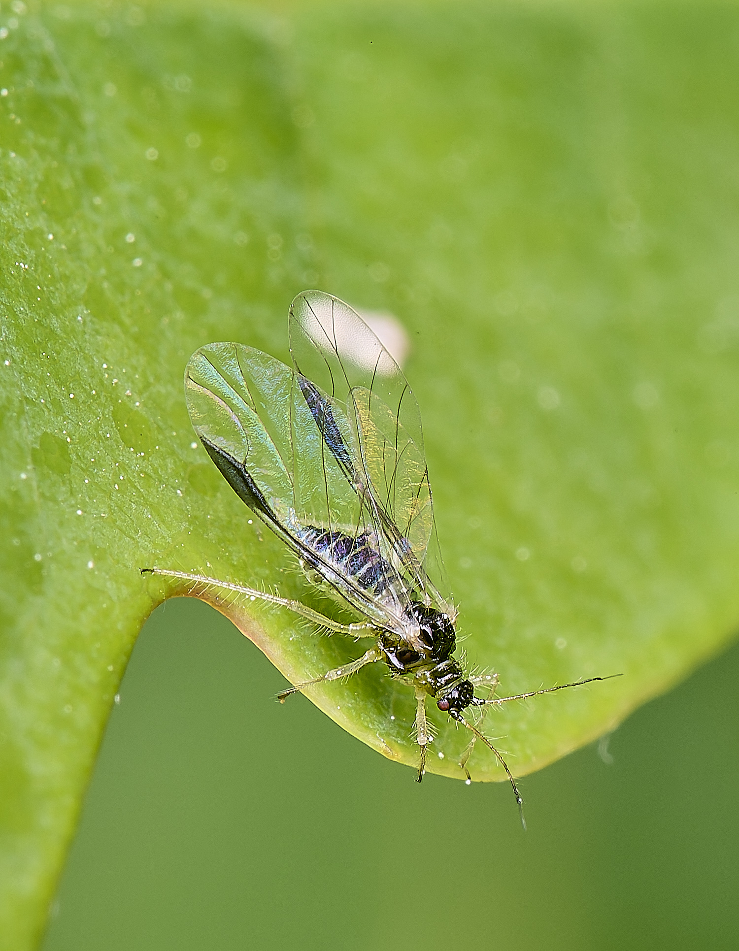 HnaworthAphidSp130525-2