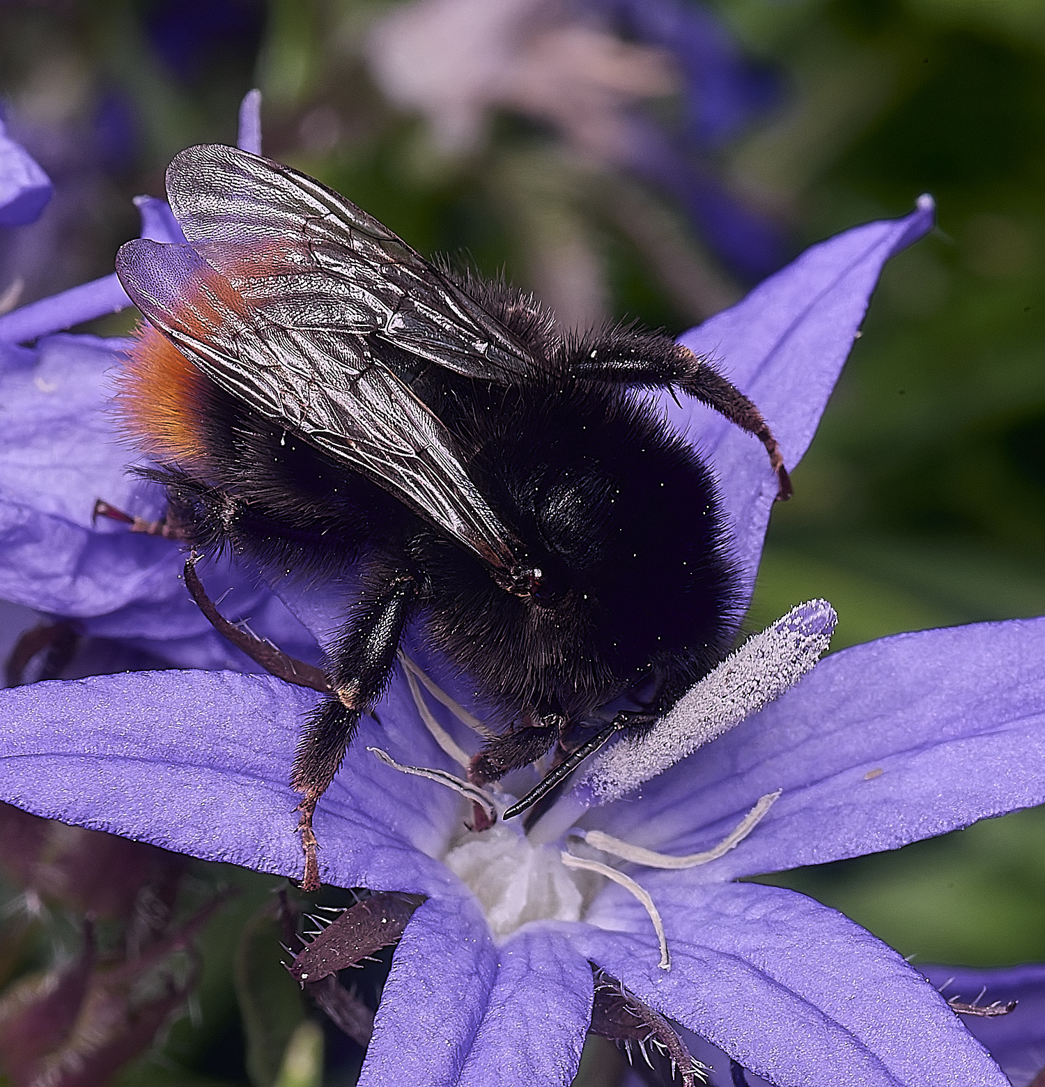 HnaworthRed-tailedBumbleBee220625-1