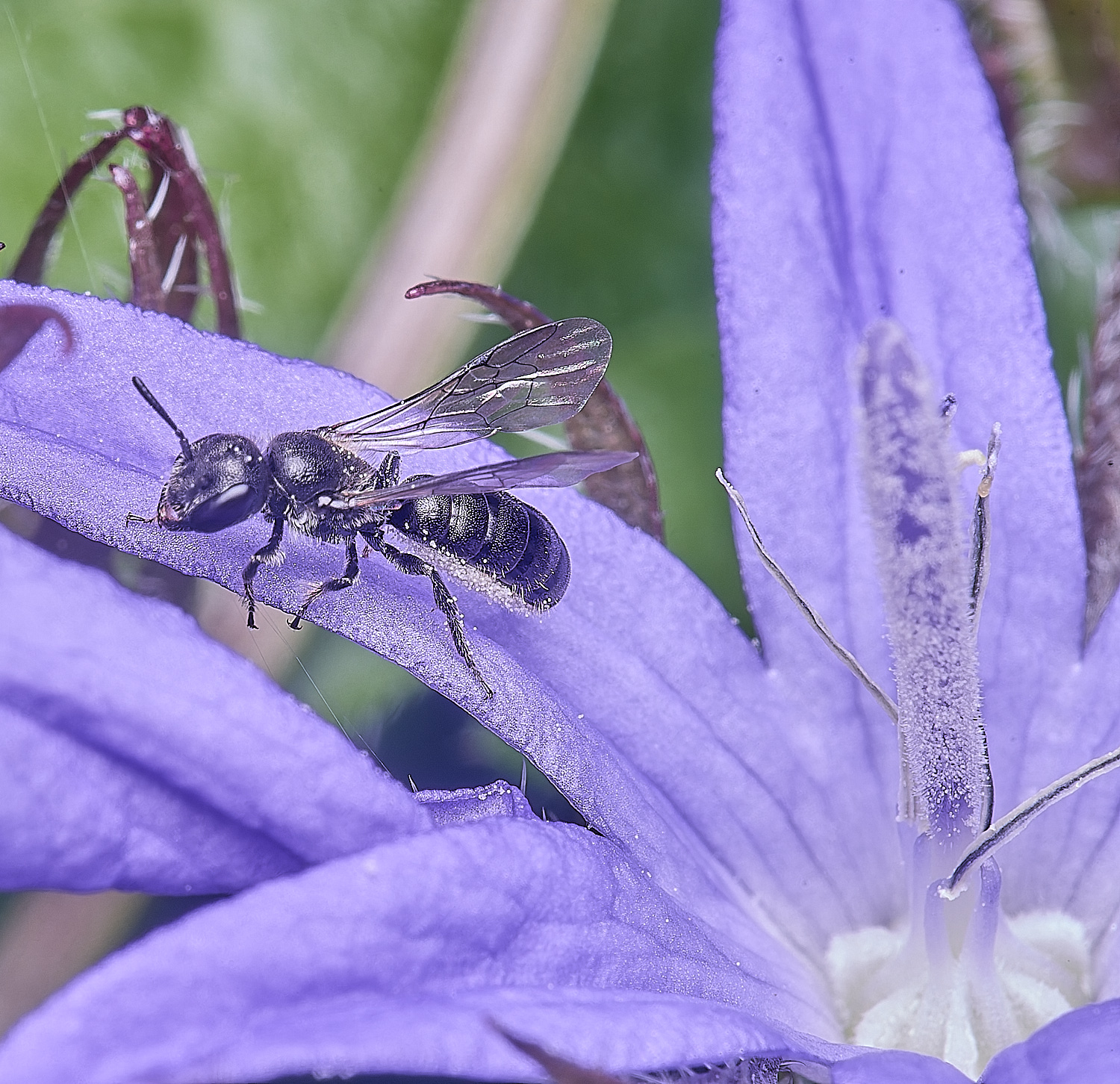 HnaworthSmallScissorBee220625-1