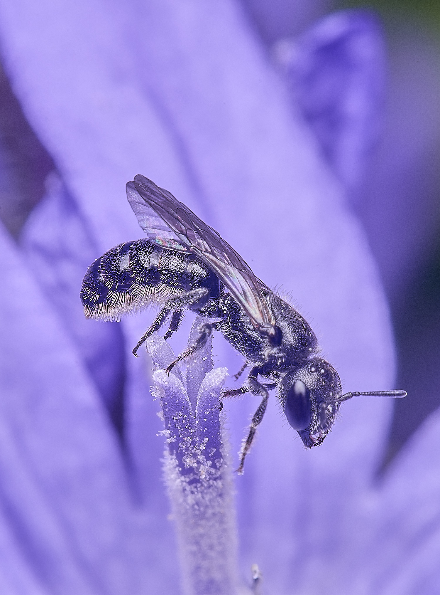 HnaworthSmallScissorBee220625-2