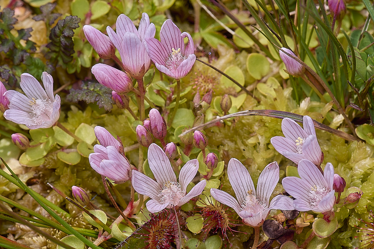 HoltLowesAtenella130625-1