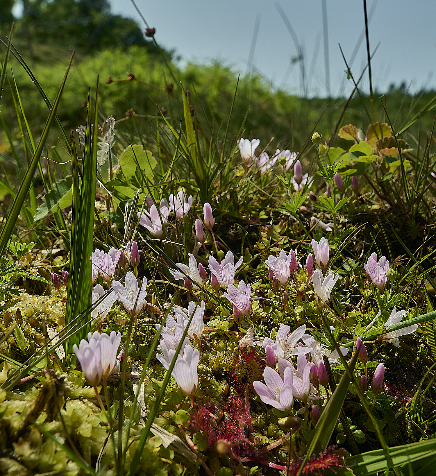 HoltLowesAtenella139625-2