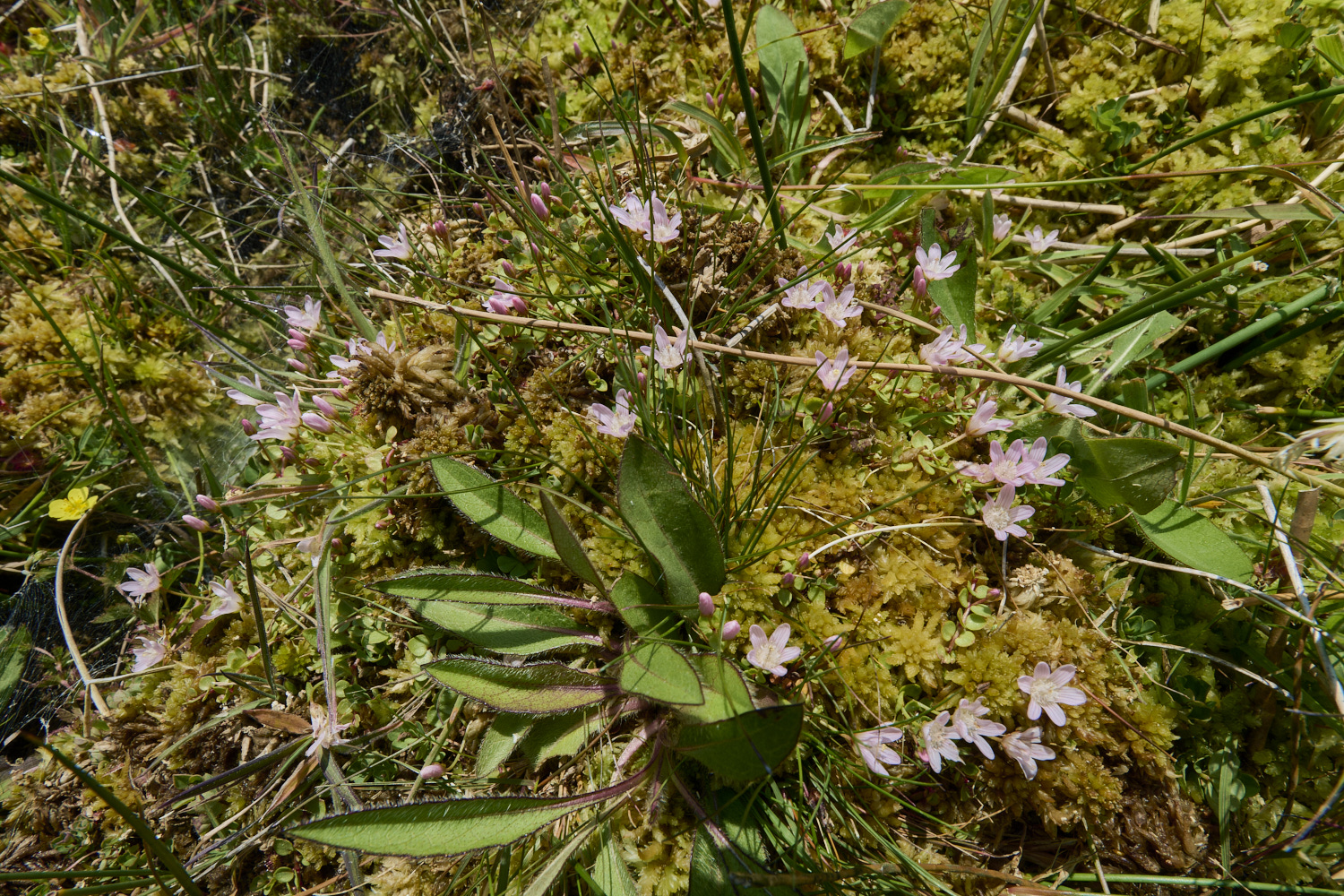 HoltLowesAtenella139625-3