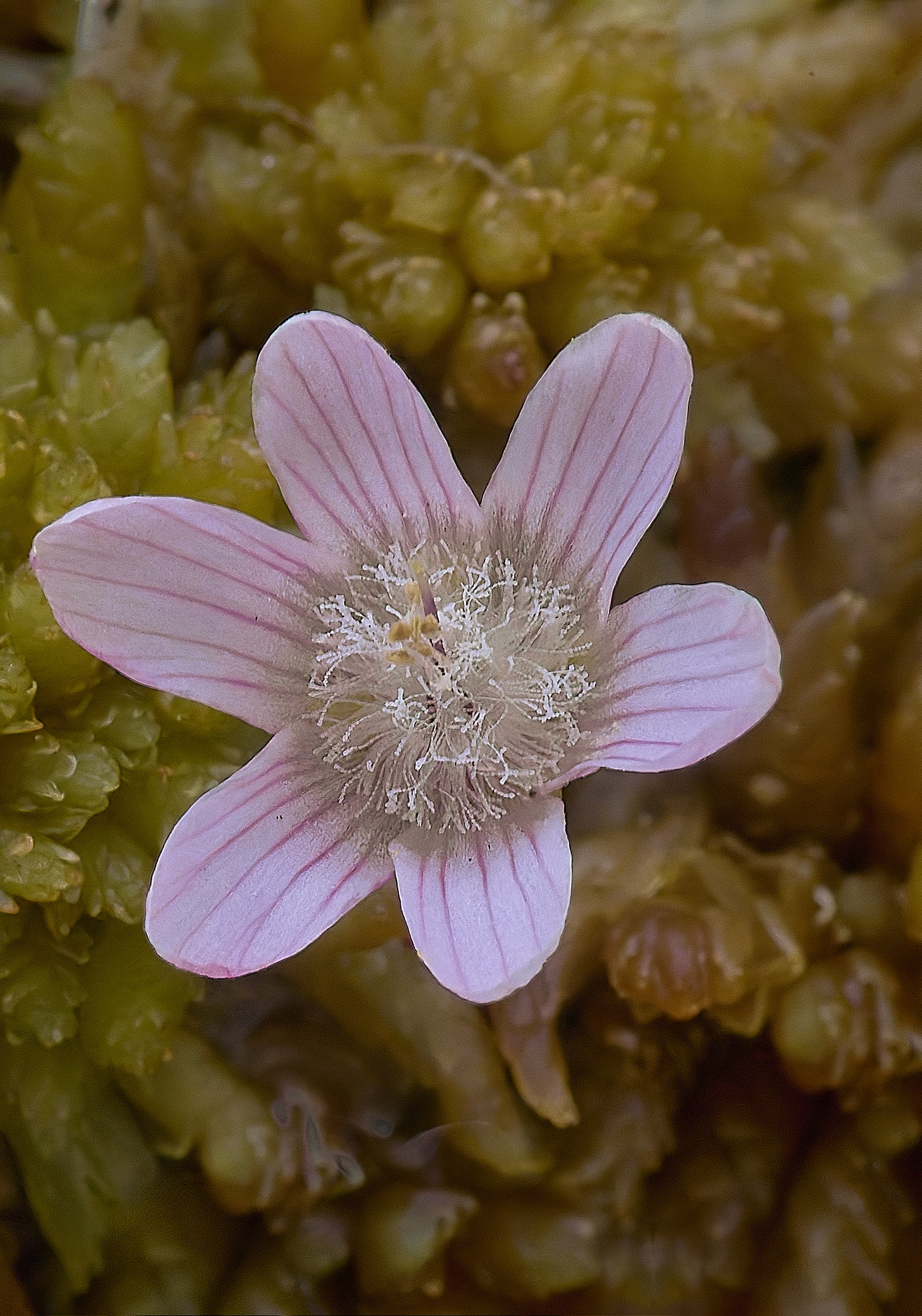 HoltLowesAtenella139625-4