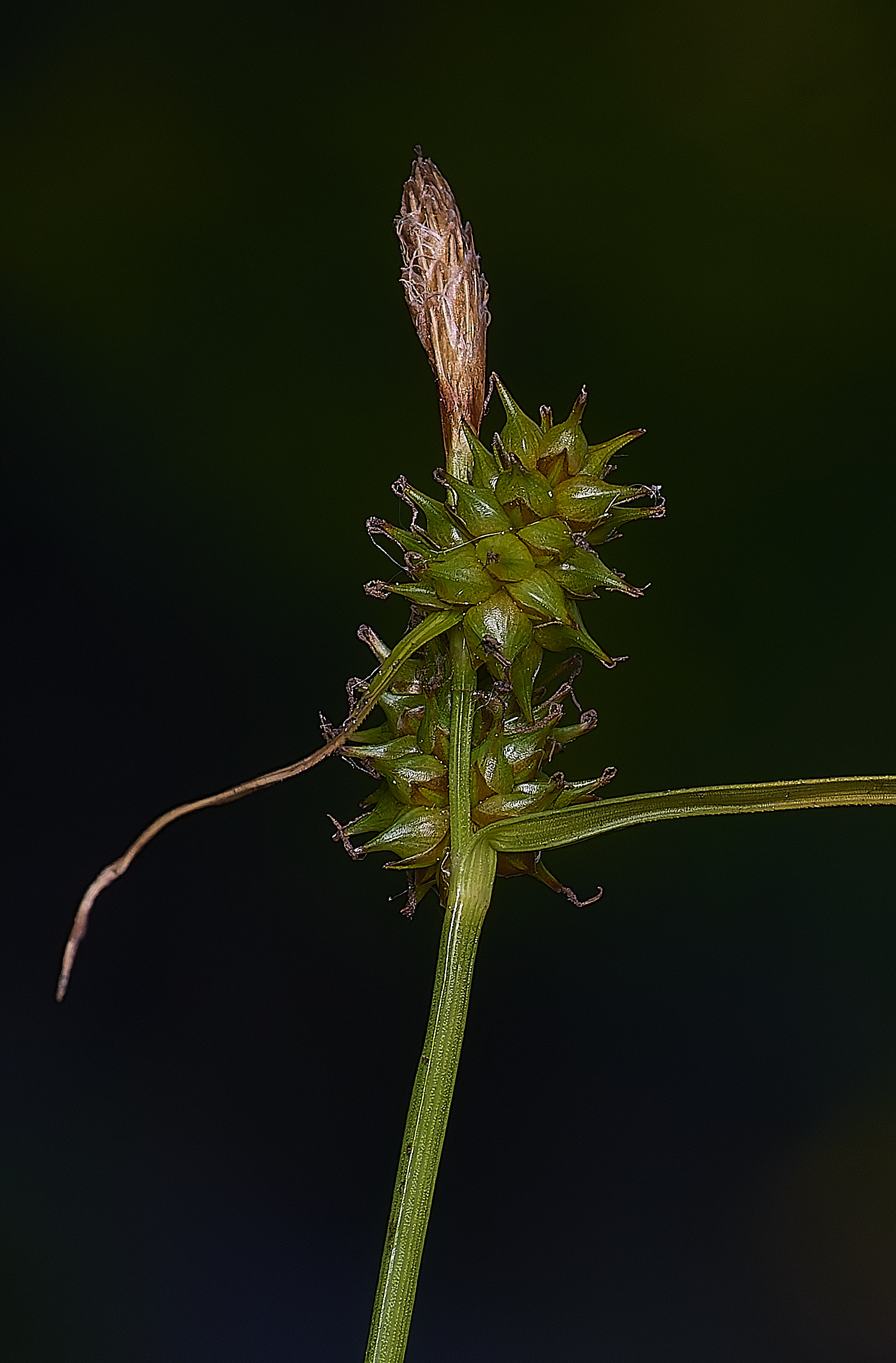 HoltLowesCdemissa130624-3