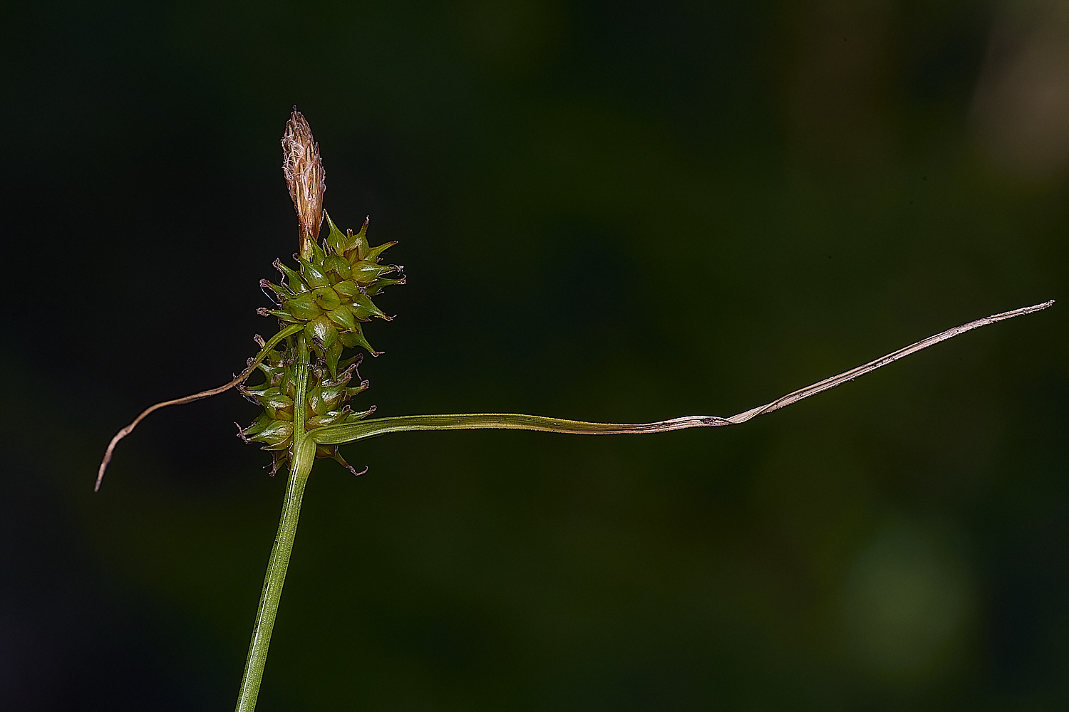 HoltLowesCdemissa130624-2