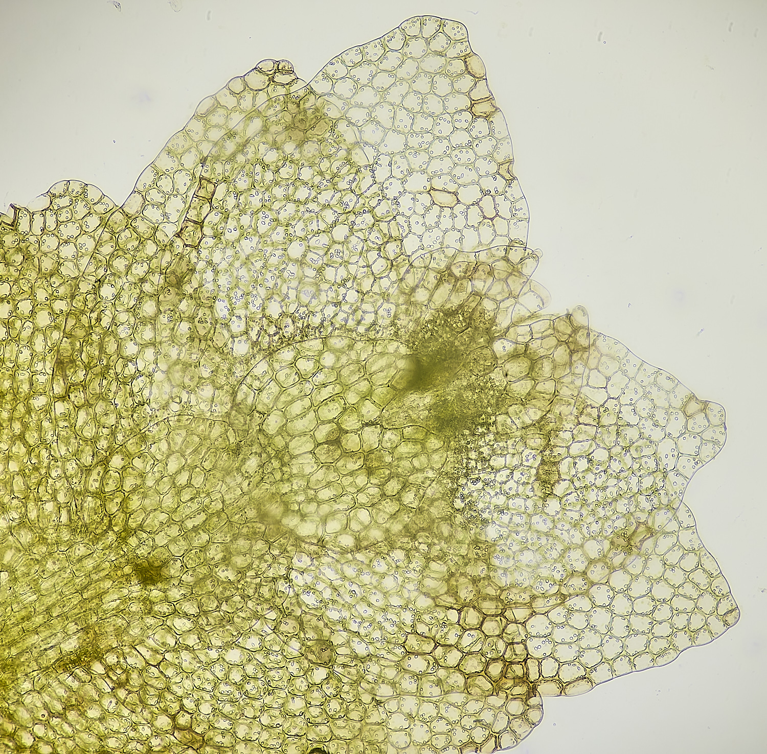 HoltLowesCmuelleriana130625-1