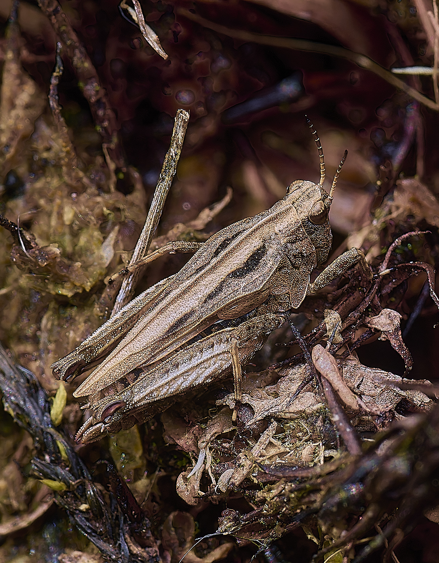 HoltLowesgGroundHopper130725-1