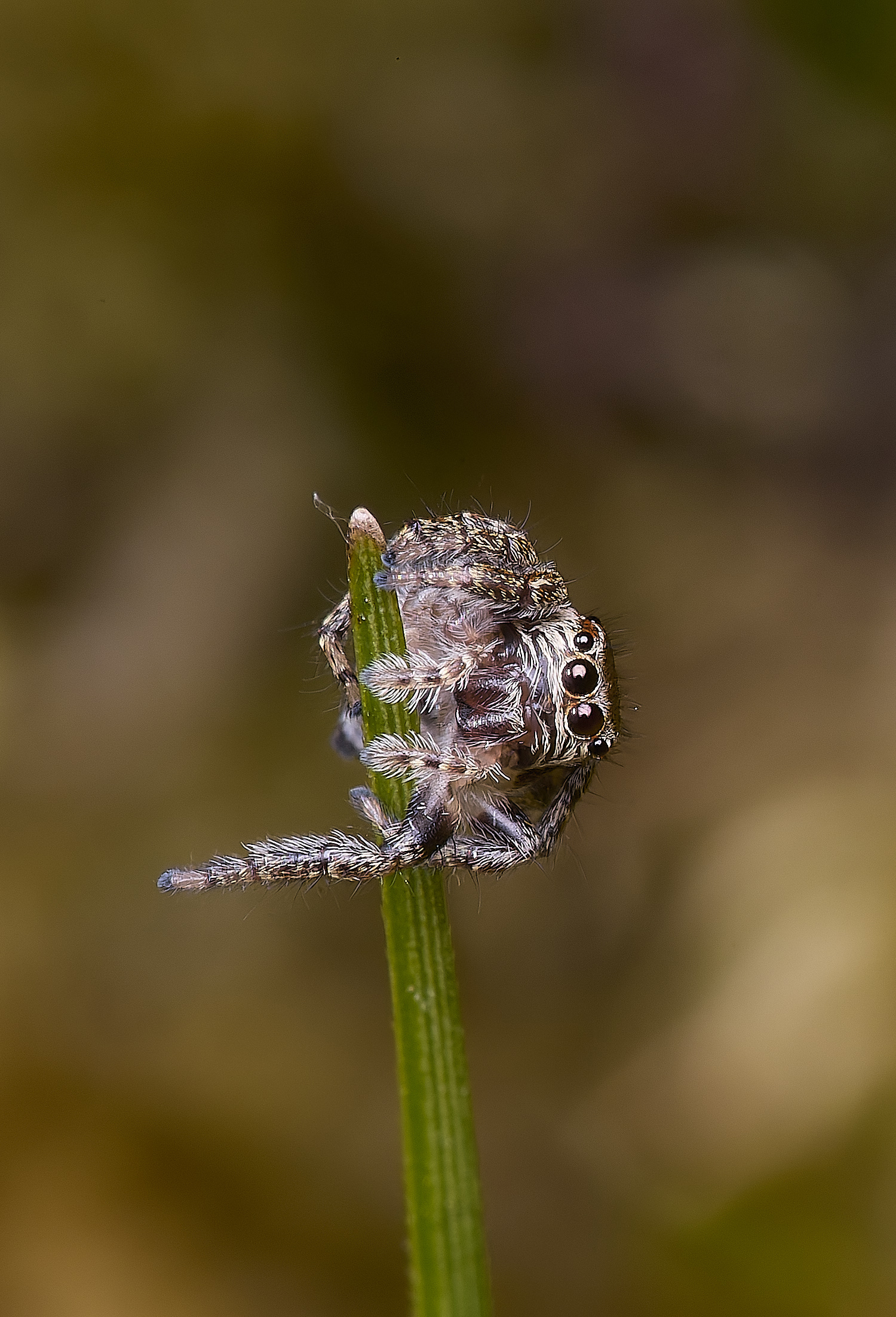 HoltLowesJumpingSPoder130625-2