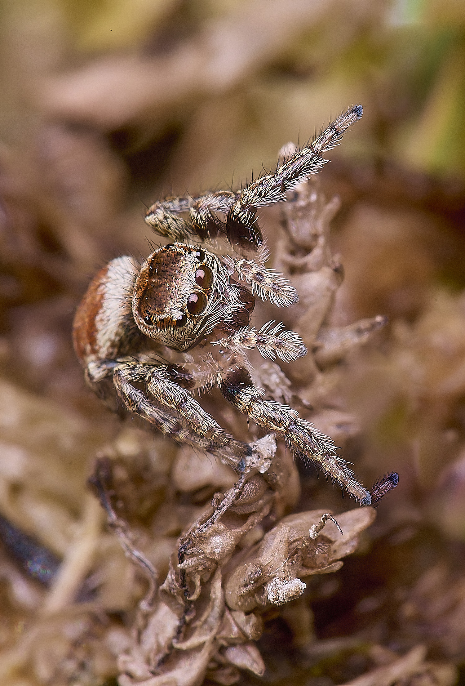 HoltLowesJumpingSPoder130625-6