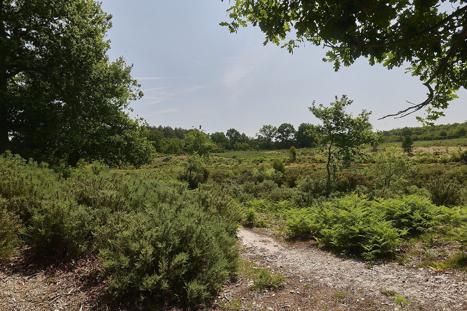 HoltLowesLandscape130625-1 3