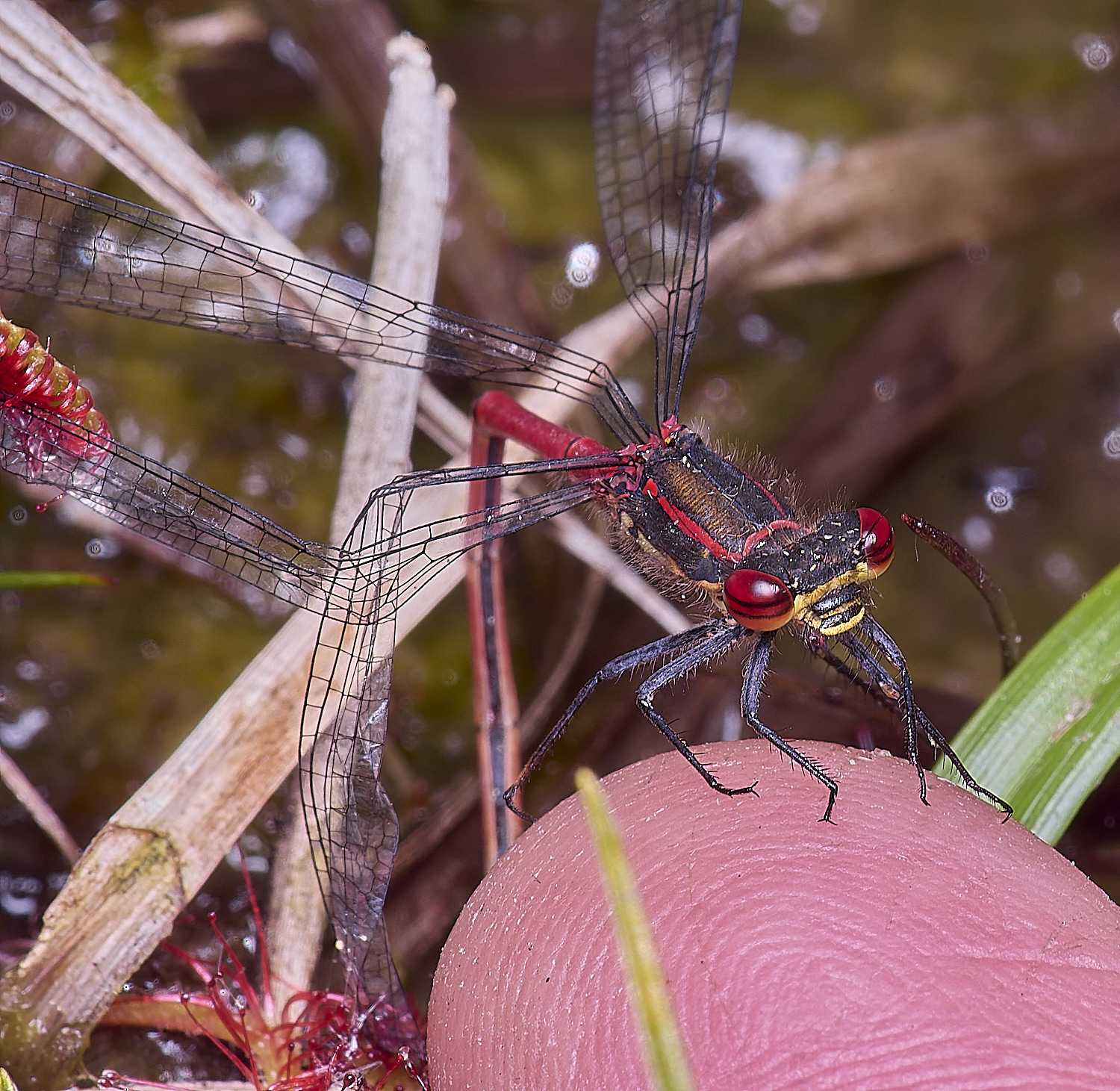 HoltLowesLRedDamsel130625-1
