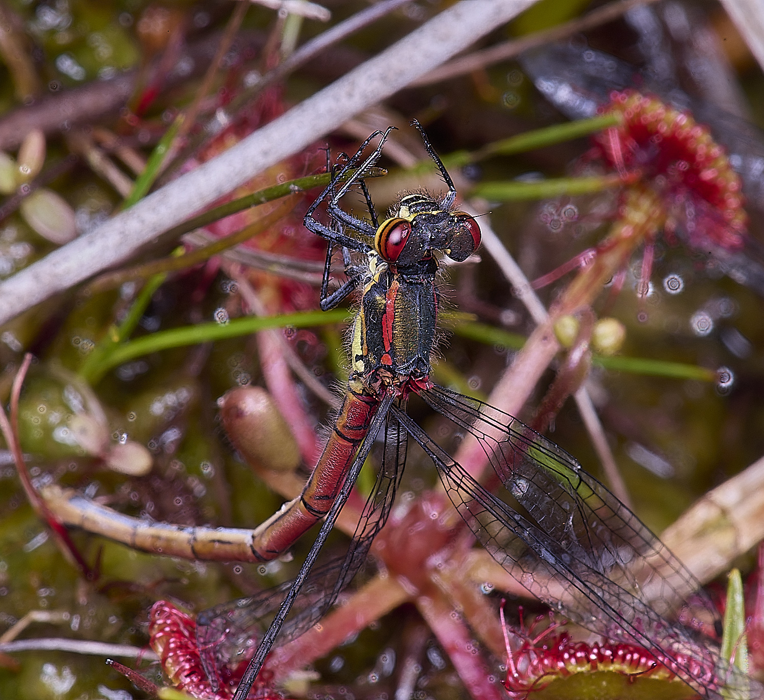 HoltLowesLRedDamsel130625-2