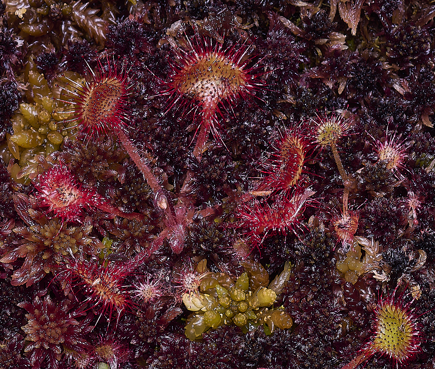 HoltLowesRound-leavedSundew130625-1