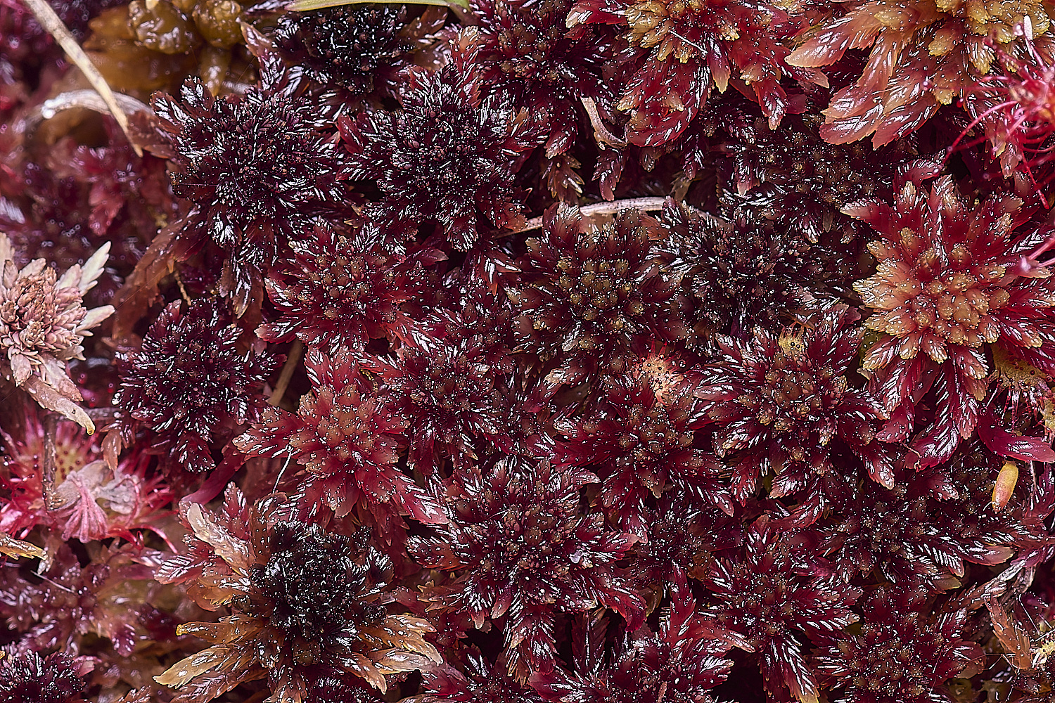 HoltLowesScapillifolium130625-1