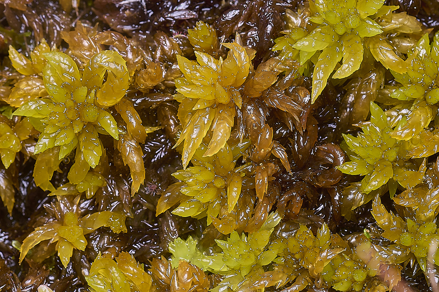 HoltLowesSdenticulatum130625-1