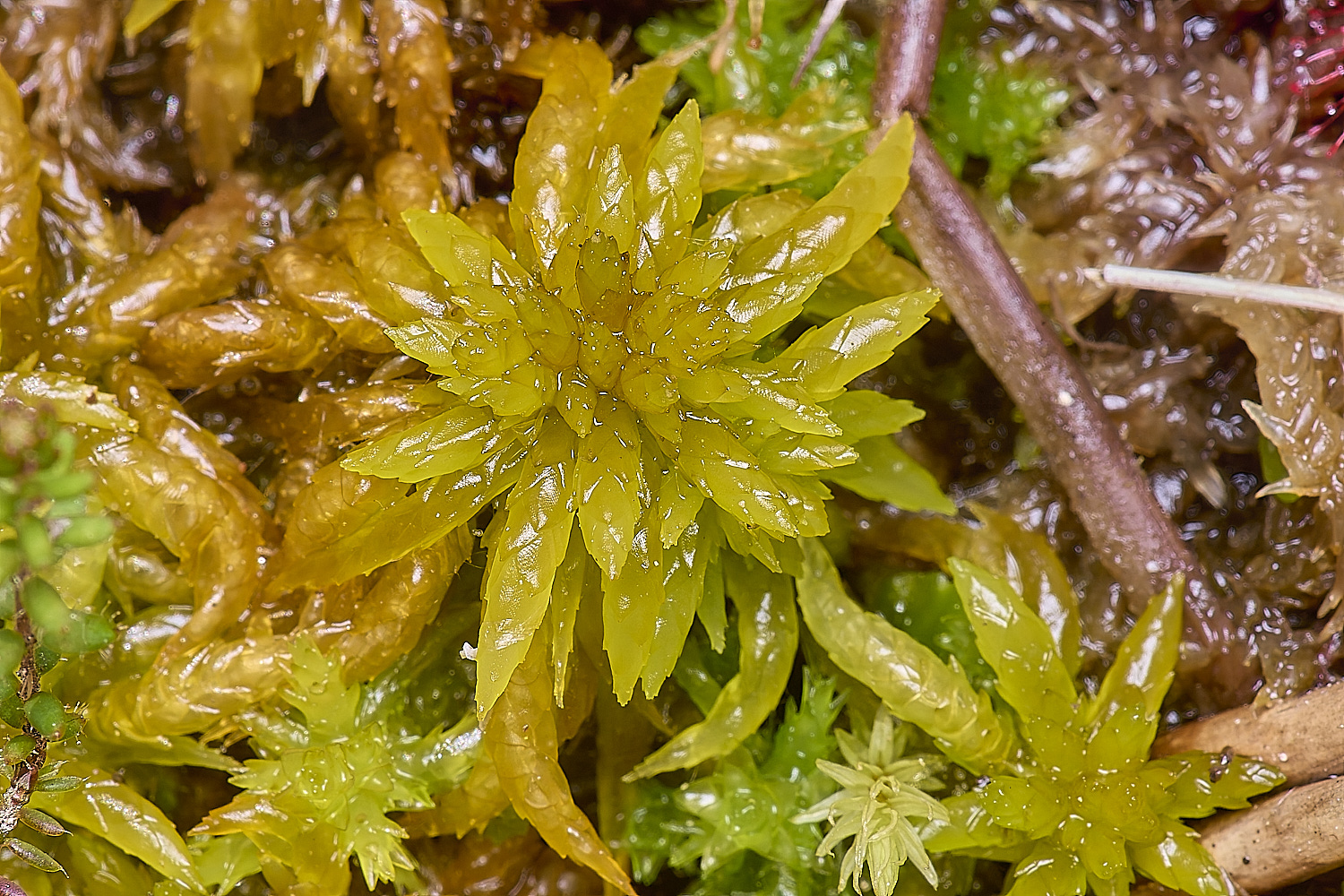 HoltLowesSdenticulatum130625-2
