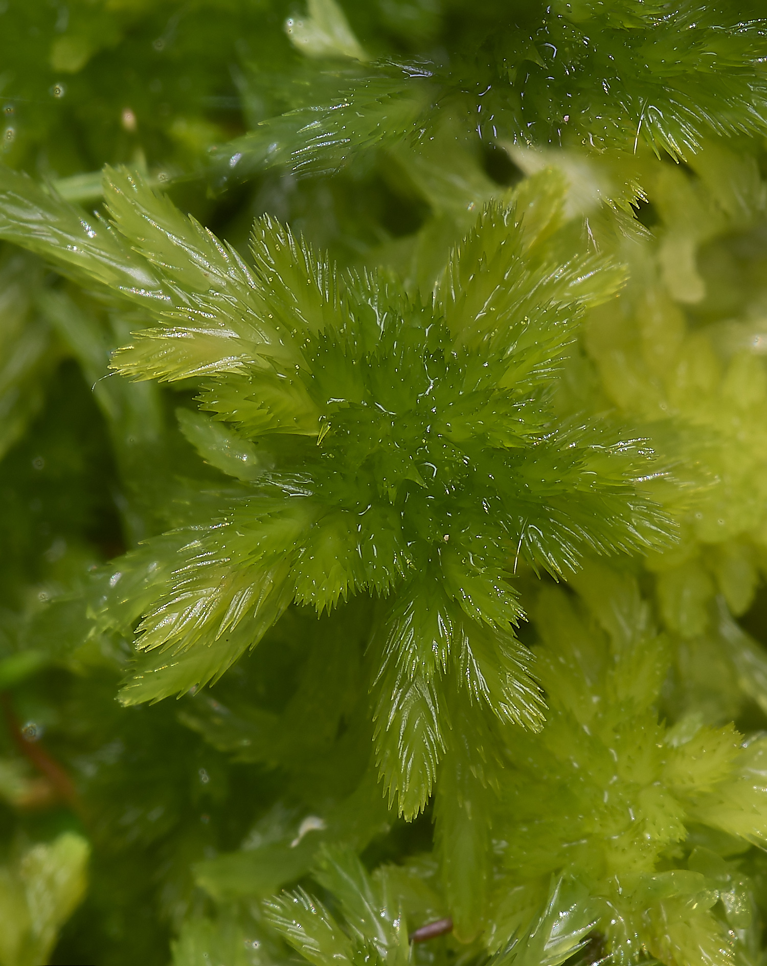 HoltLowesSfallax130625-1