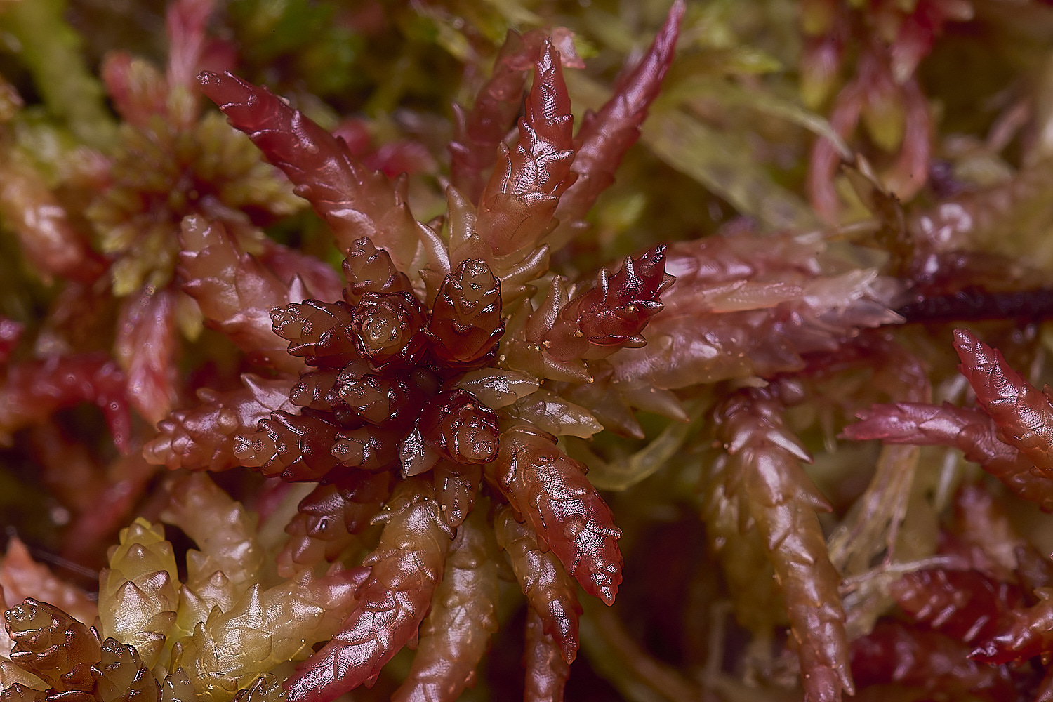 HoltLowesSmedium130625-1