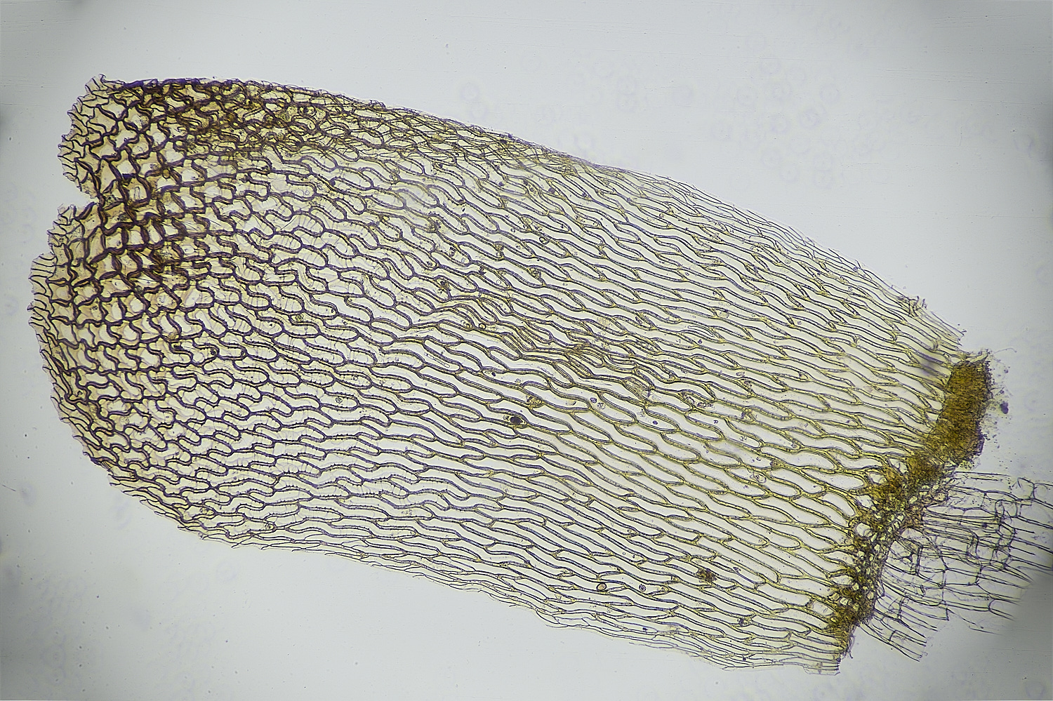 HoltLowesSmedium130625-2