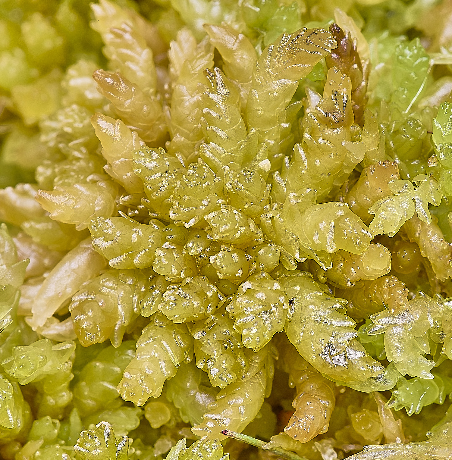 HoltLowesSpalustre130625-1