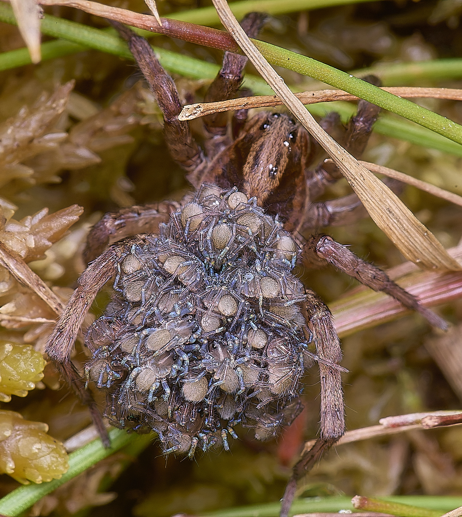 HoltLowesSpiderlings130625-1