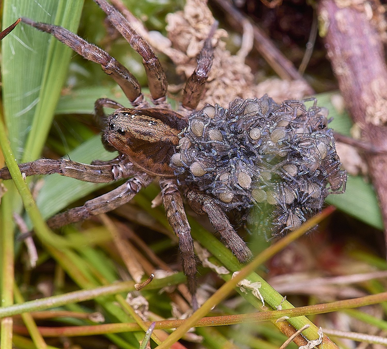 HoltLowesSpiderlings130625-2