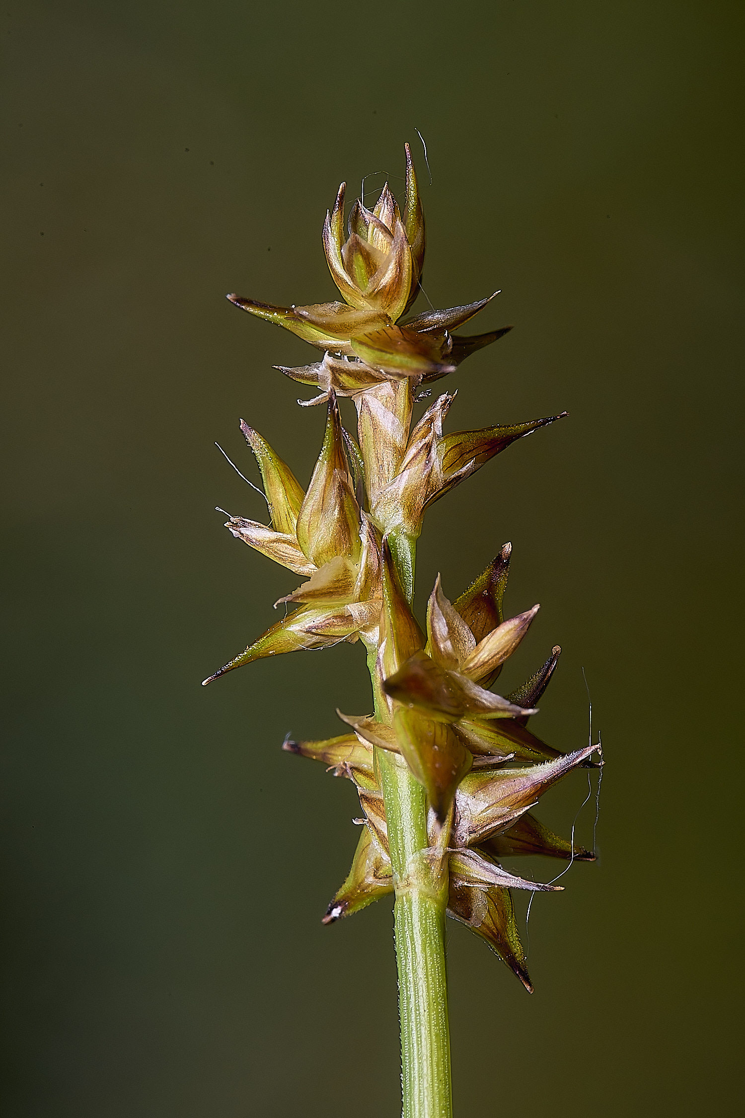 HoltLowesStarSedge130625-1