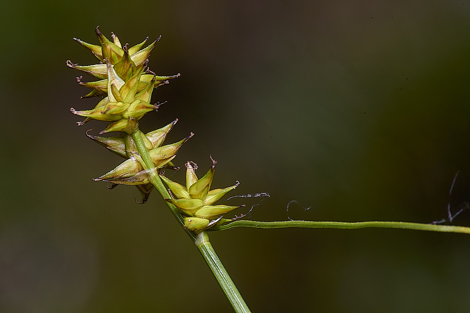HoltLowesStarSedge130625-2