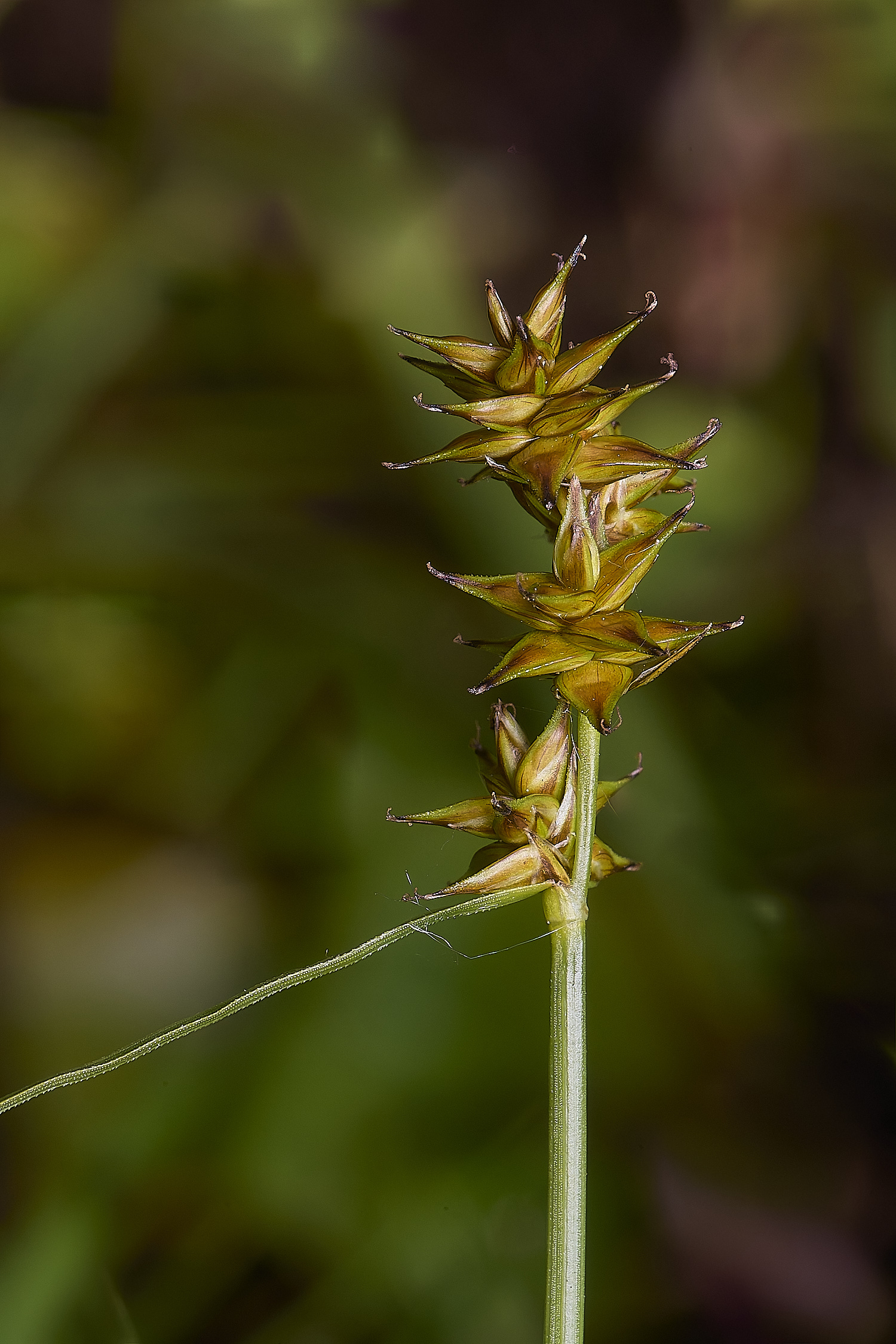 HoltLowesStarSedge130625-3