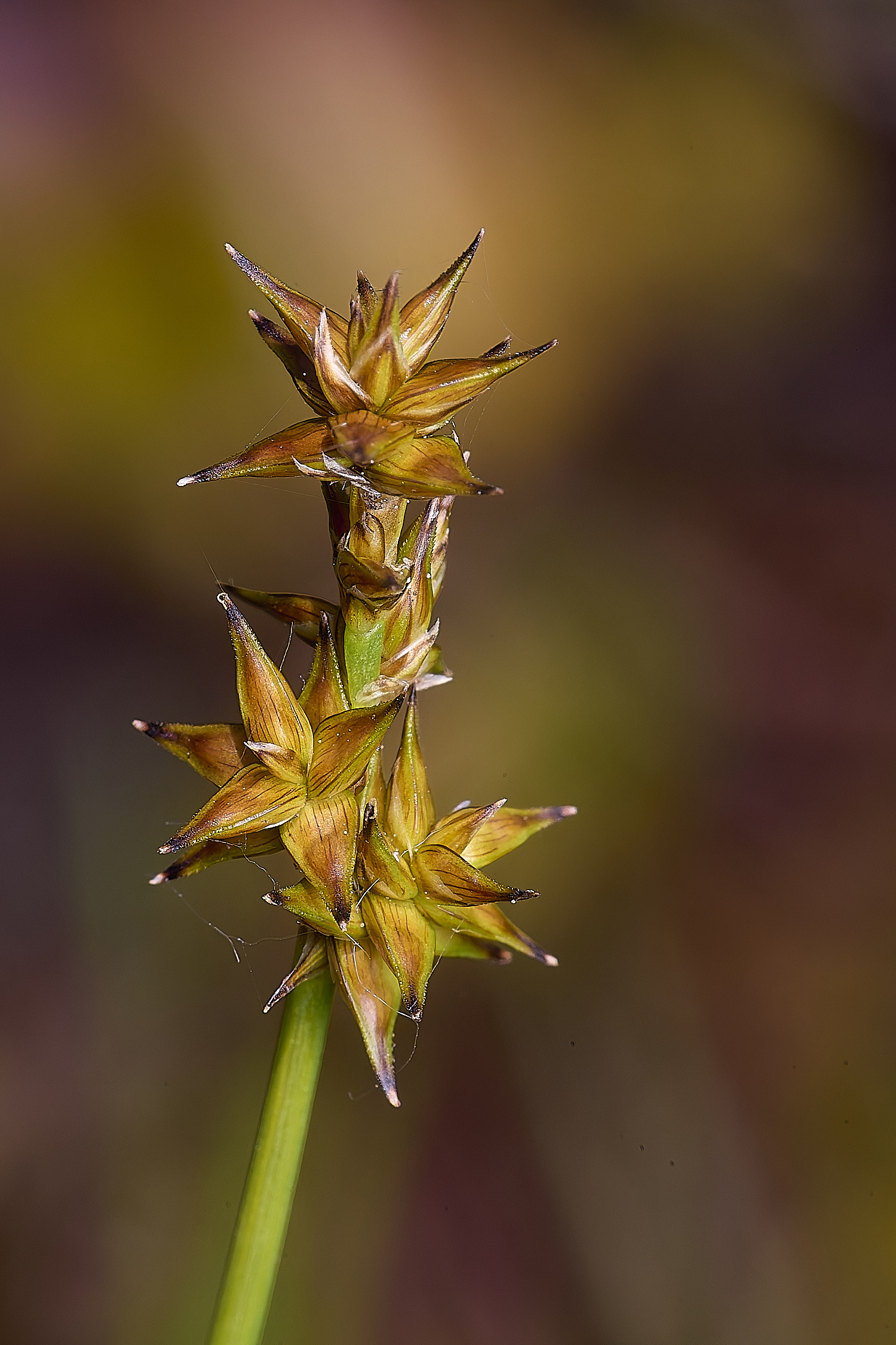HoltLowesStarSedge130625-4