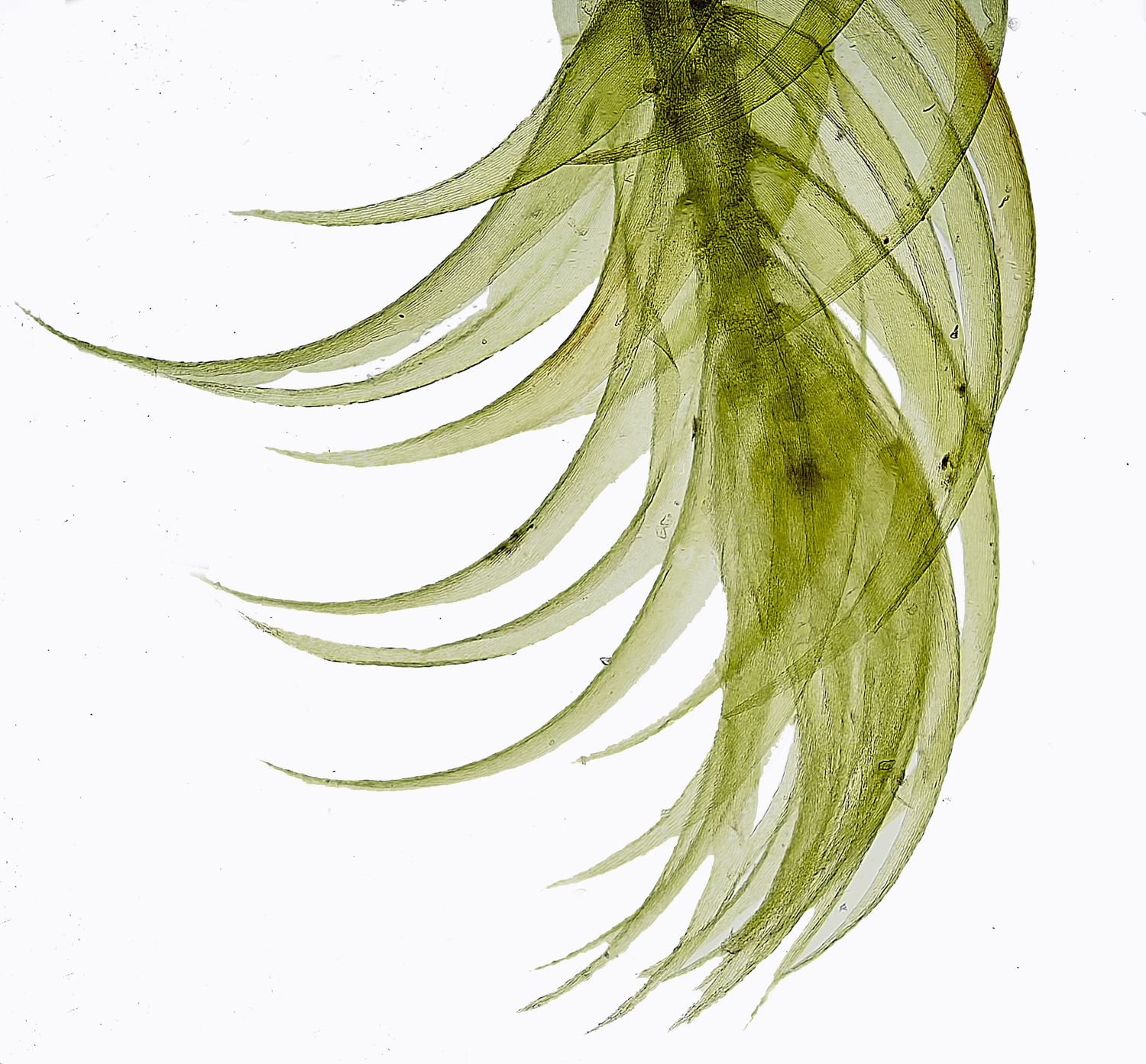 HoltLowesWexannulata130625-1