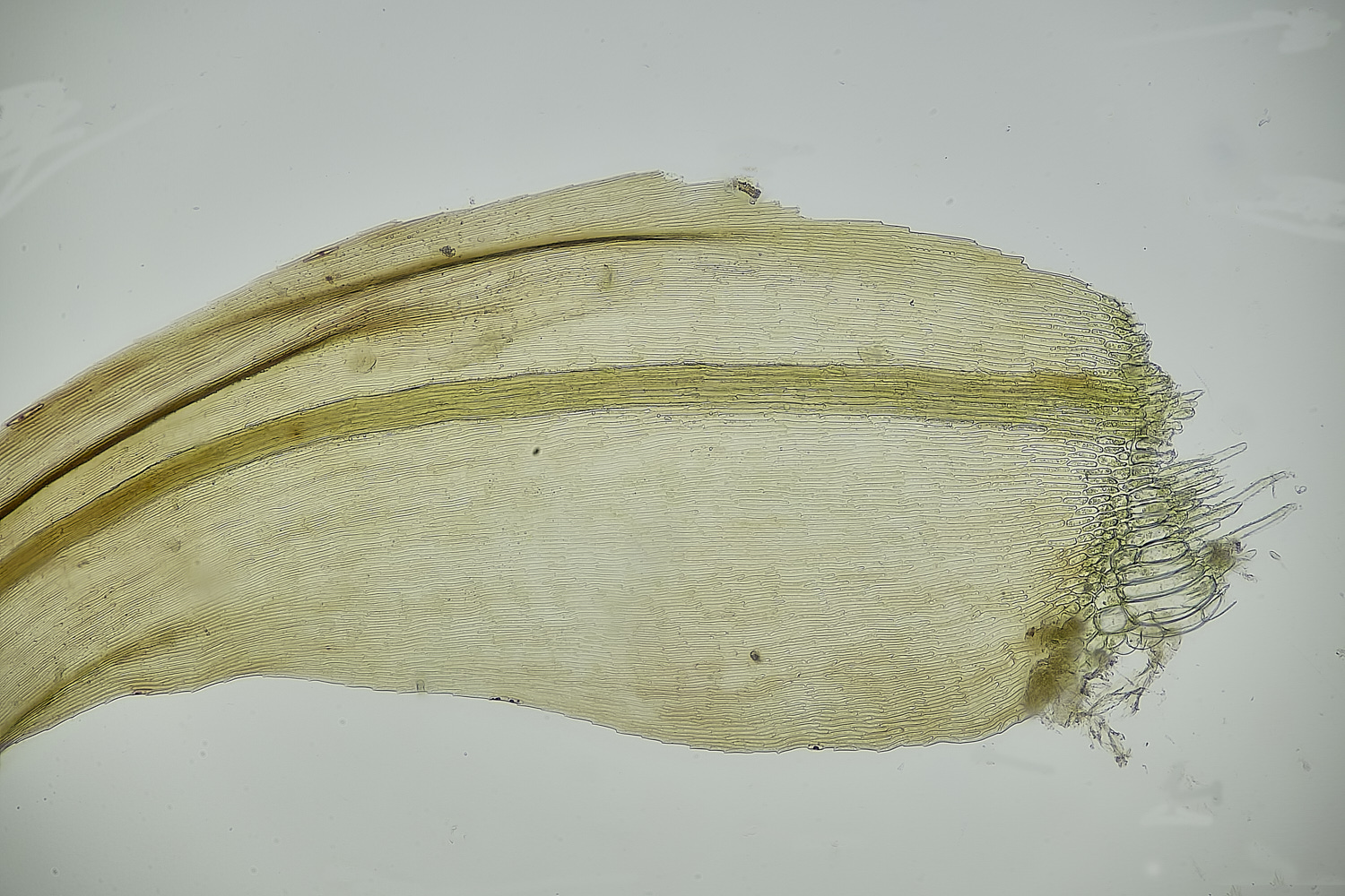 HoltLOwesWexannulata130625-4