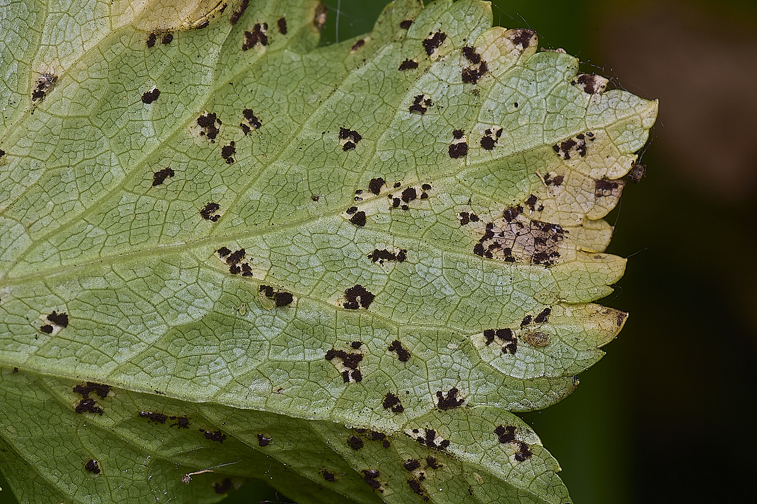 HorwichAlexandersRust100525-1