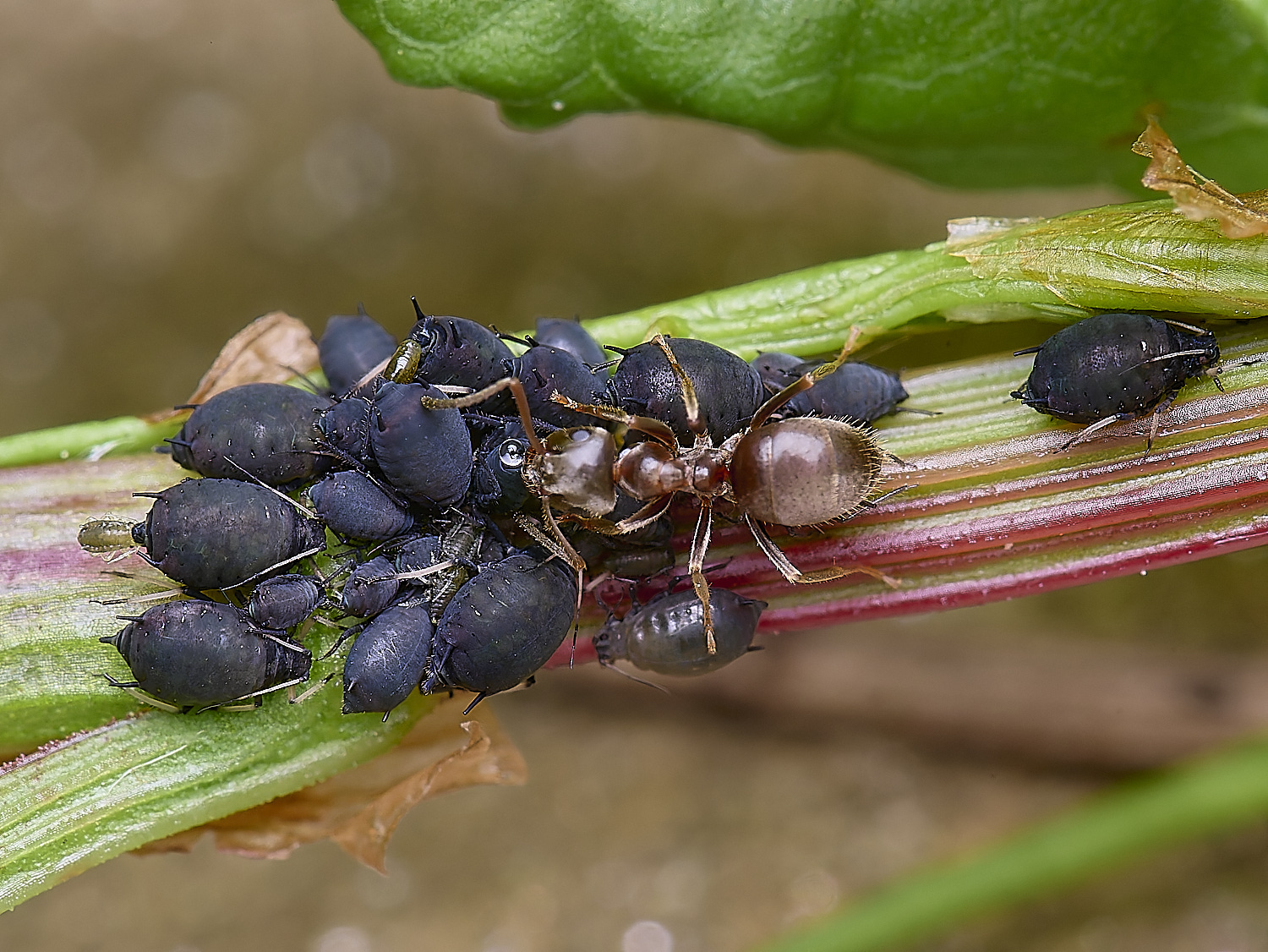 HorwichAphid4100525-1