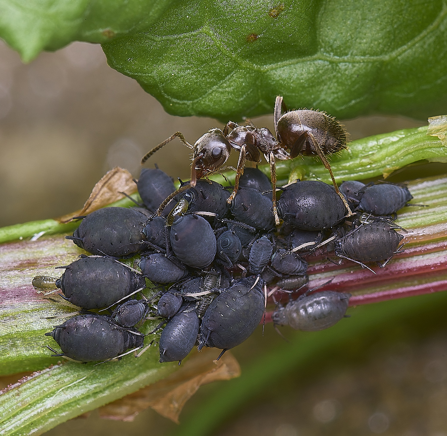 HorwichAphid4100525-2