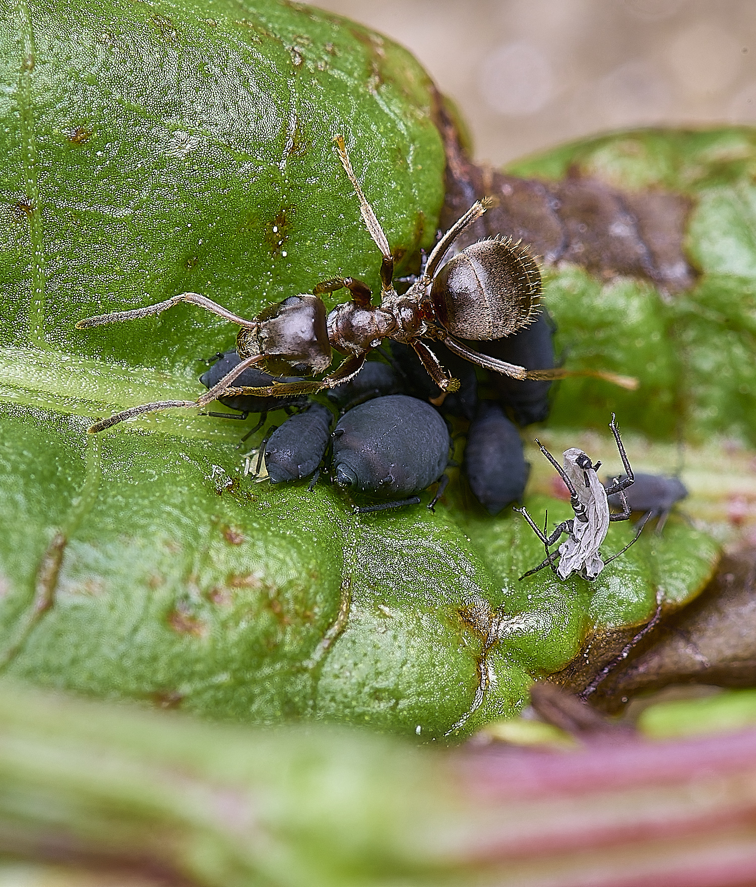 HorwichAphid4100525-3