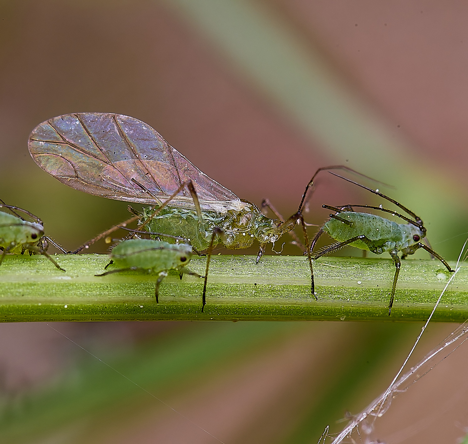 HorwichAphid5100525-1