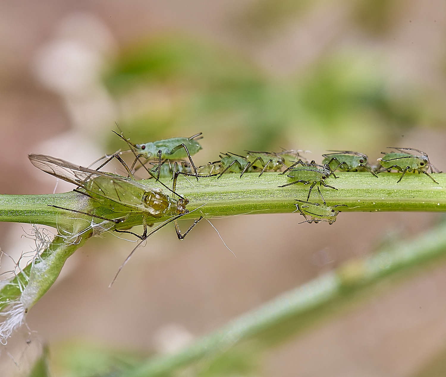 HorwichAphid5100525-2