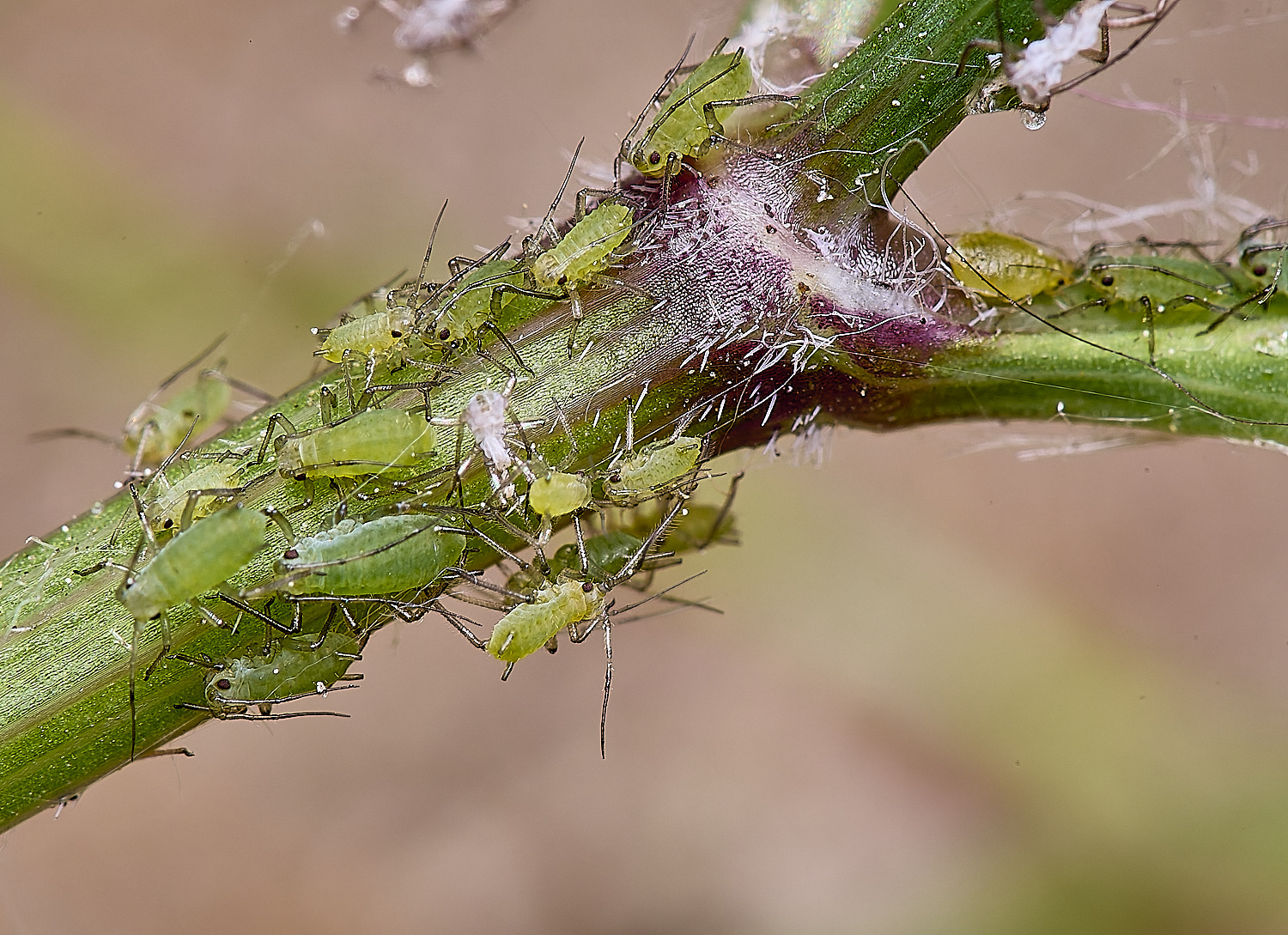 HorwichAphid5100525-3