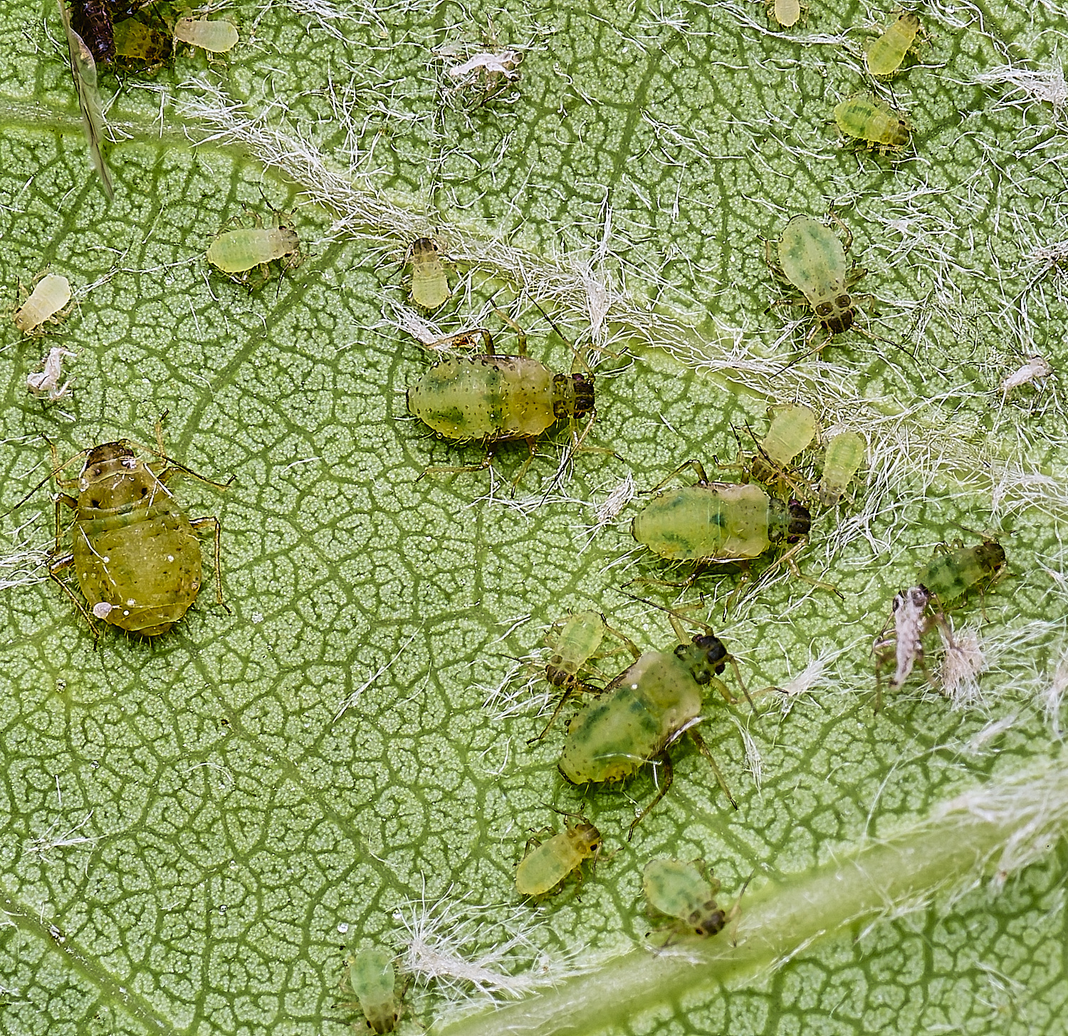 HorwichAspenAphid200525-2